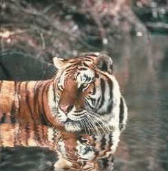 tigerwateranim.gif - 81.68 K